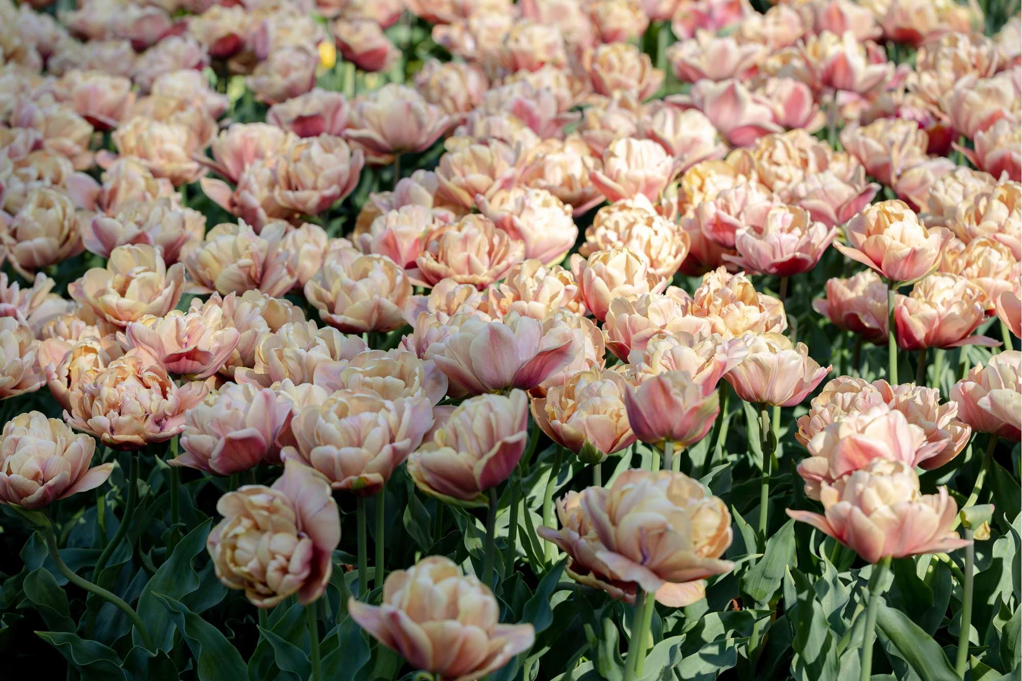 'Nadjas' tulpanblandning